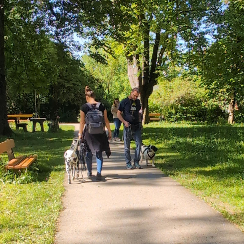 Hunde Begegnungstraining